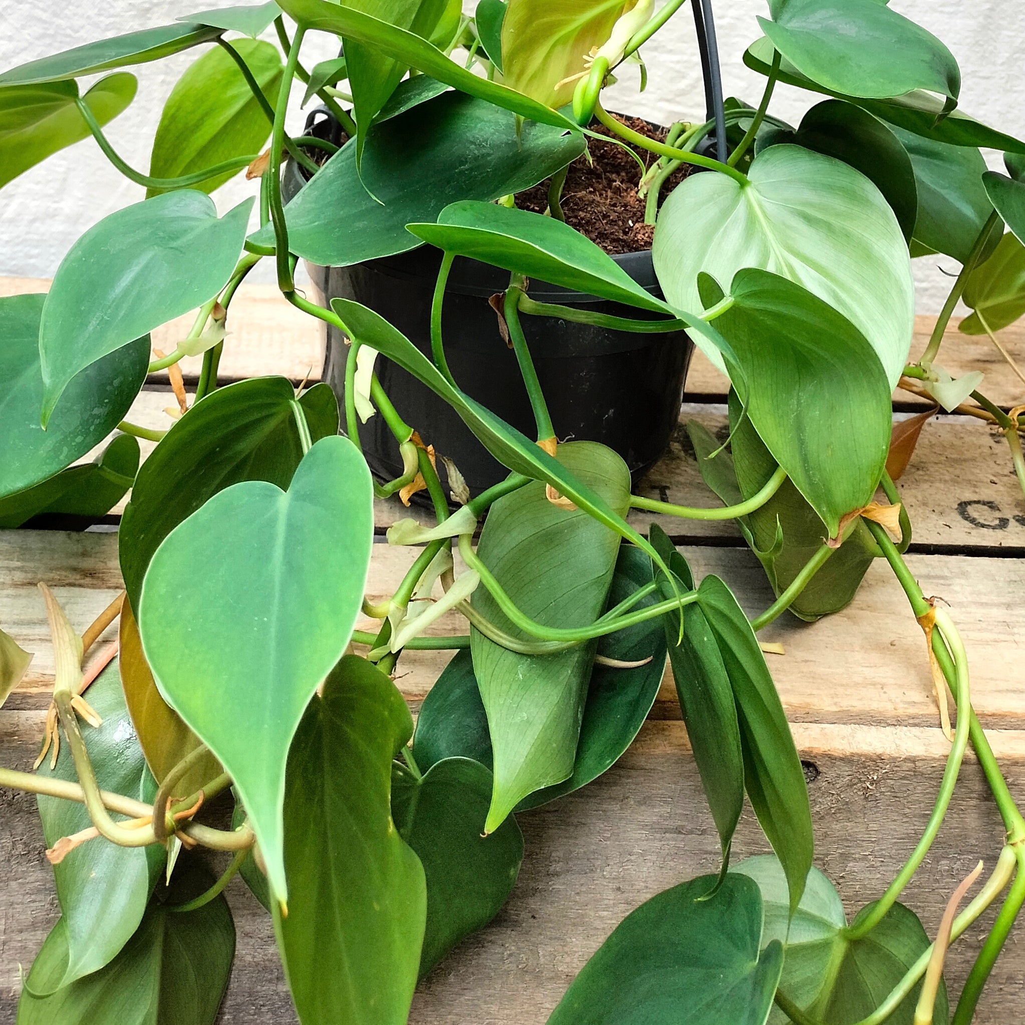 Philodendron Scandens 