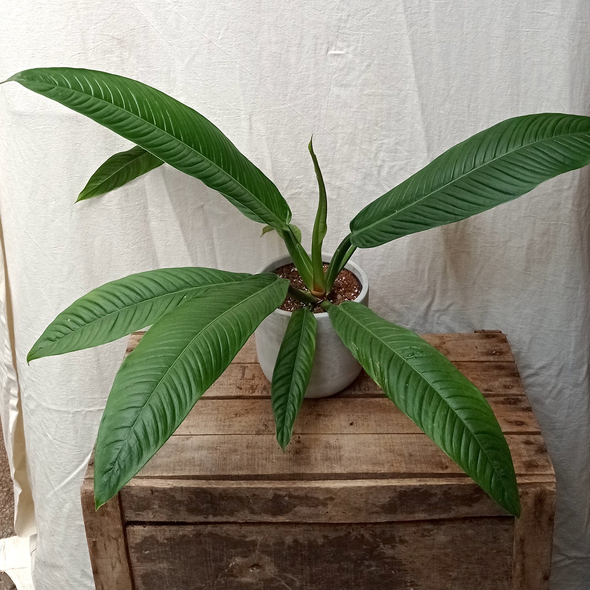 cara budidaya philodendron lynette Philodendron Campii 'Lynette' – Rooted & Co