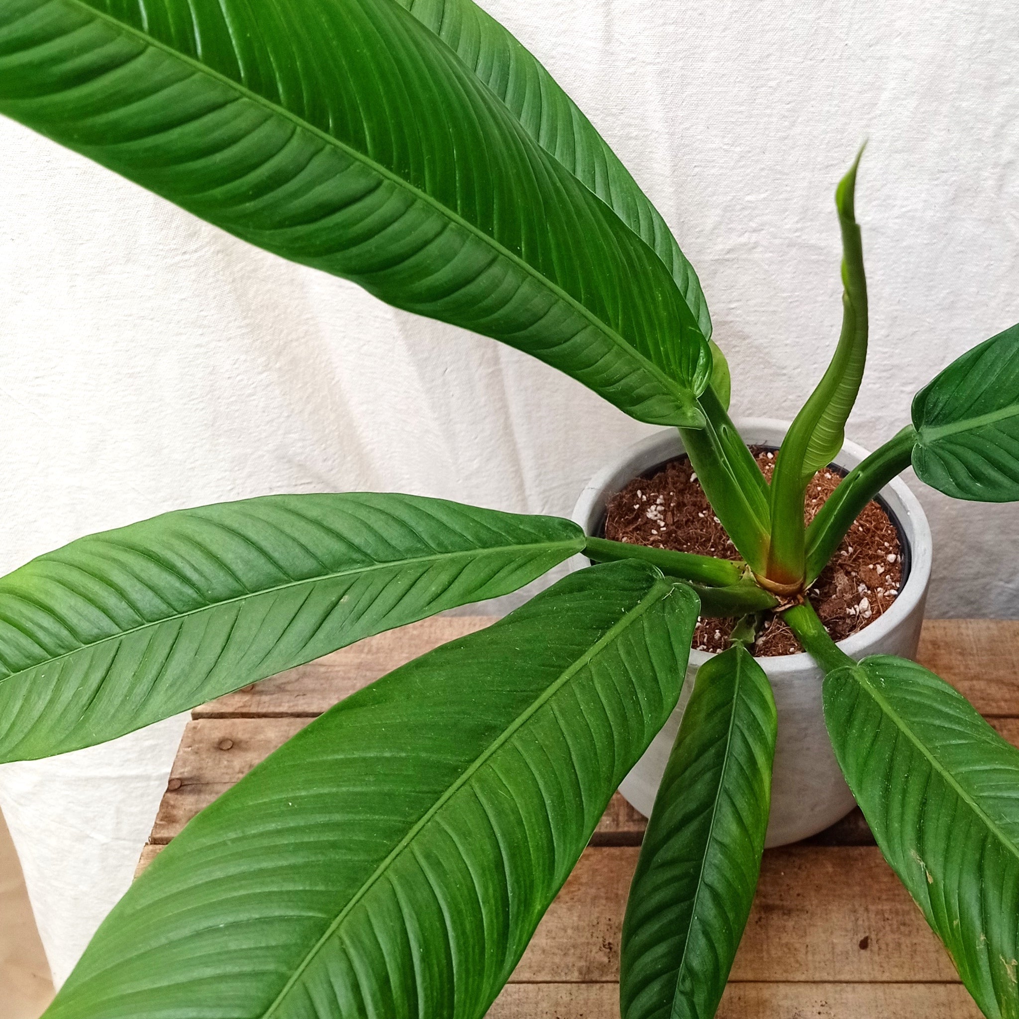 philodendron lynette Philodendron Campii 'Lynette' – Rooted & Co