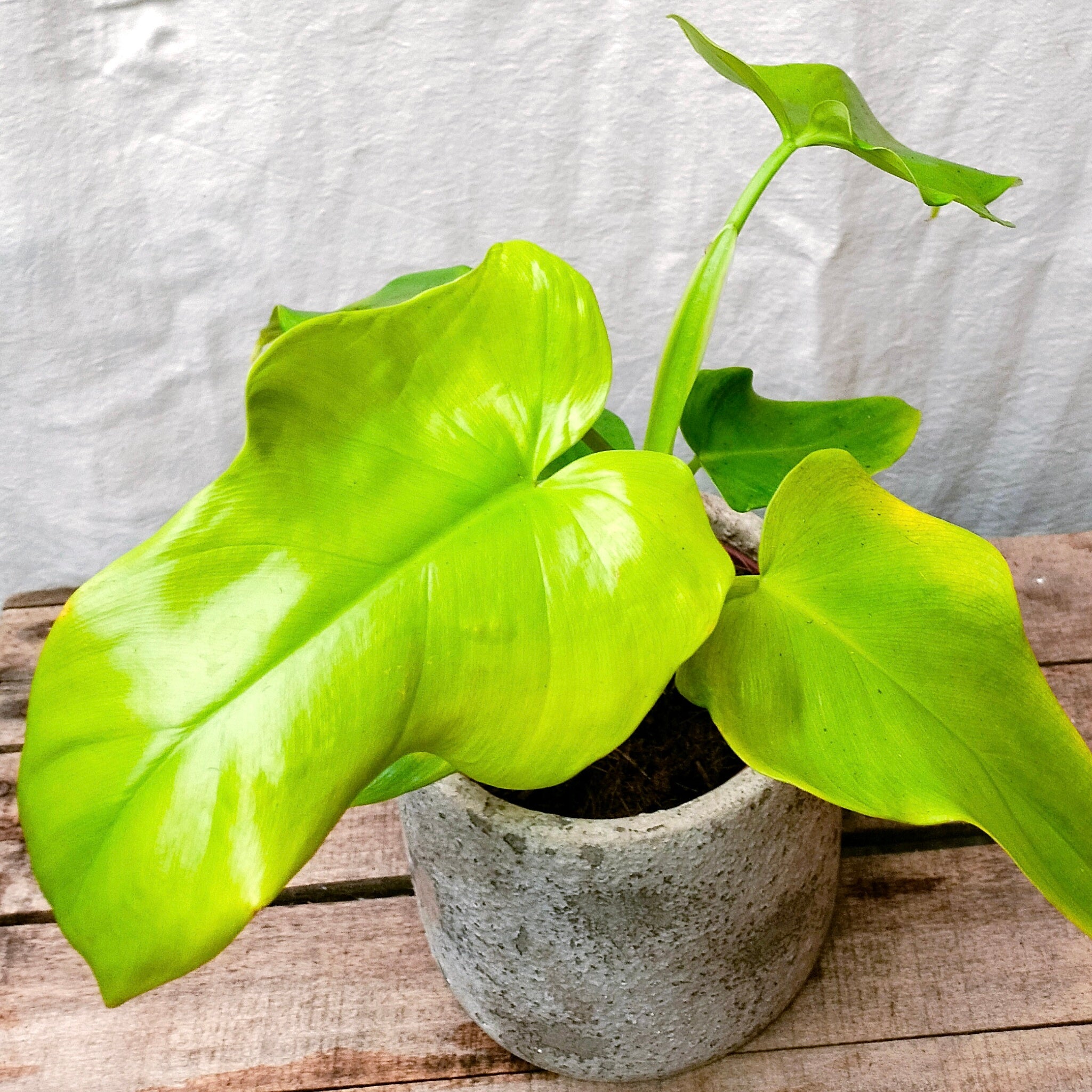 golden violin philodendron price Philodendron 'Golden Violin' – Rooted & Co