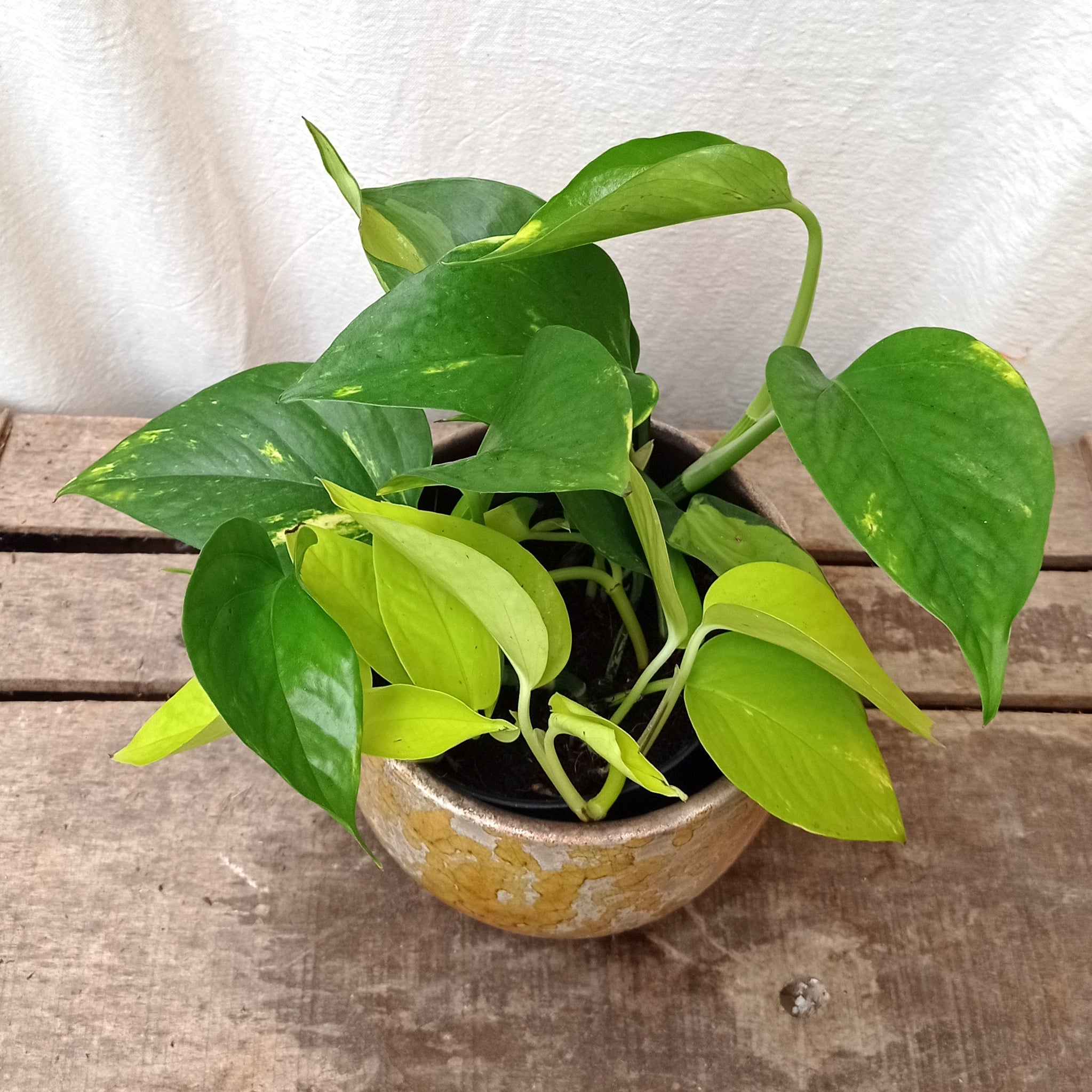 Epipremnum Pothos trio