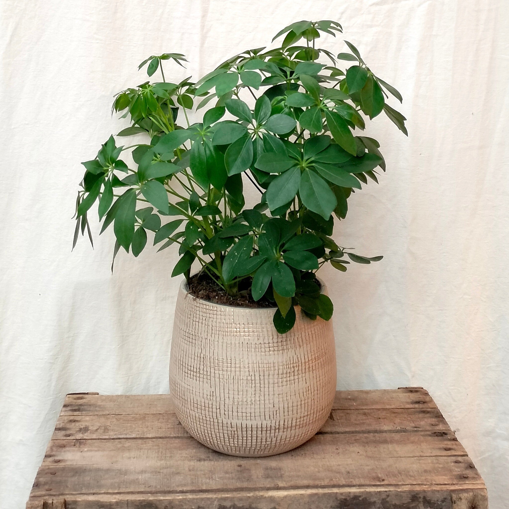 Schefflera Arboricola 'Umbrella Plant' – Rooted & Co