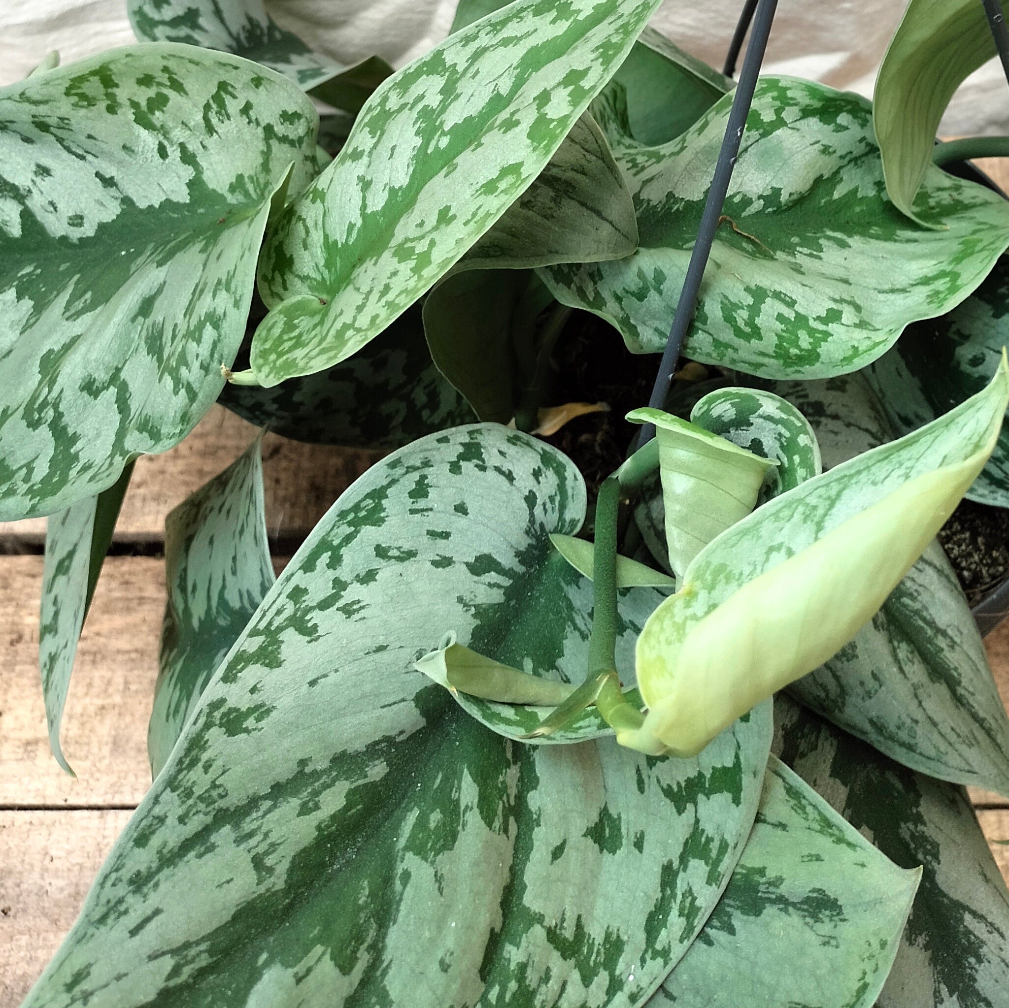 trebie pothos Scindapsus Pictus "Trebie\Satin Pothos" – Rooted & Co