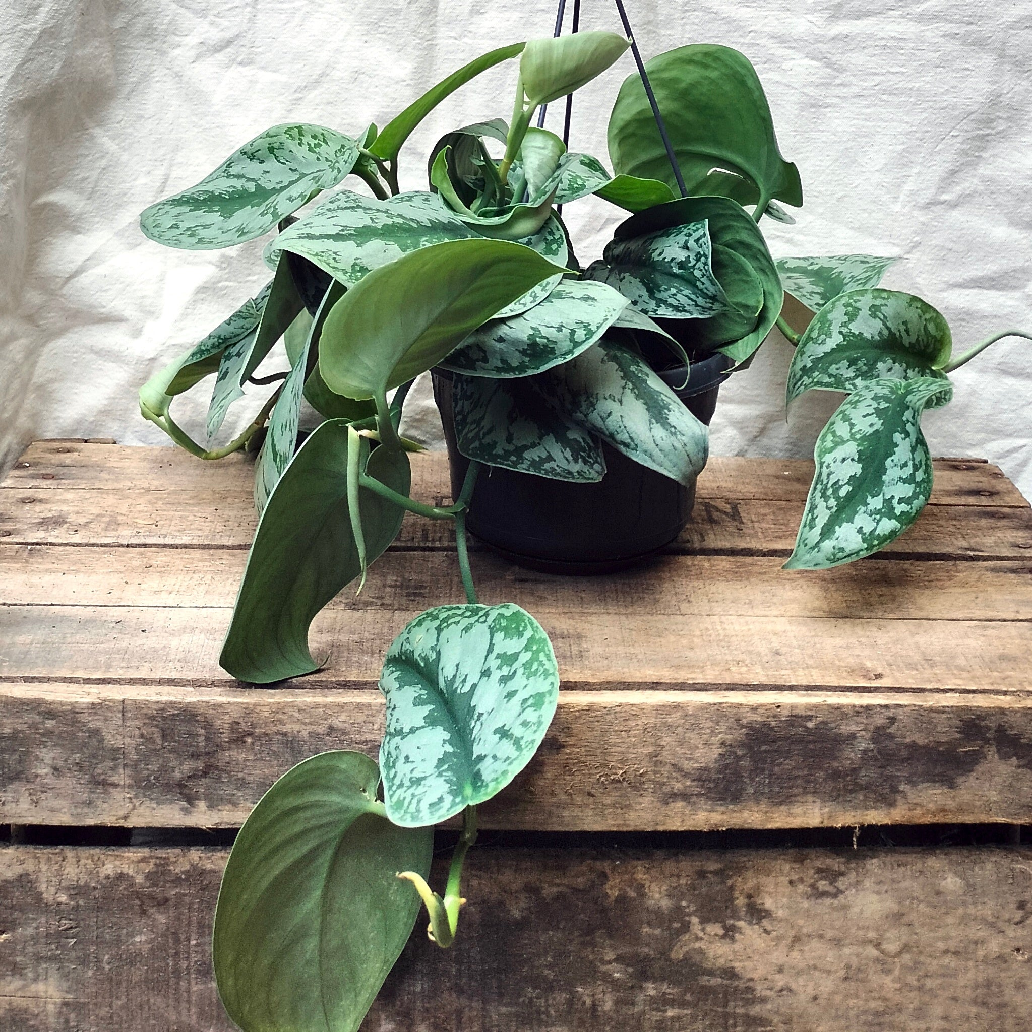 satin pothos trebie Scindapsus Pictus "Trebie\Satin Pothos" – Rooted & Co