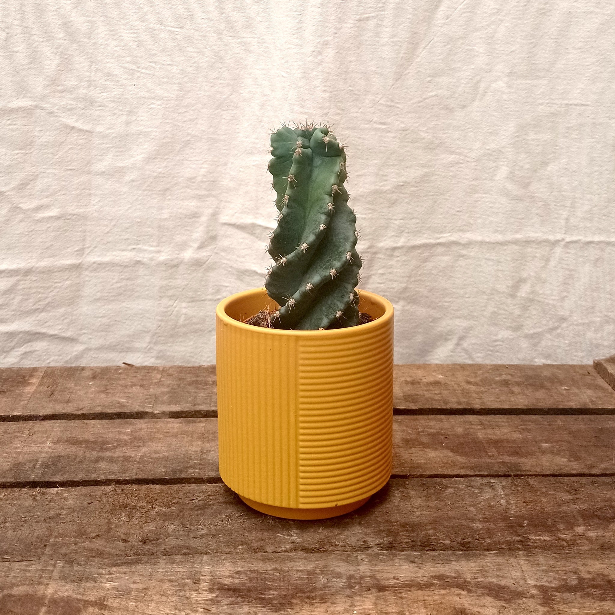 Cereus Spiral Cactus with twisting column shape in decorative pot