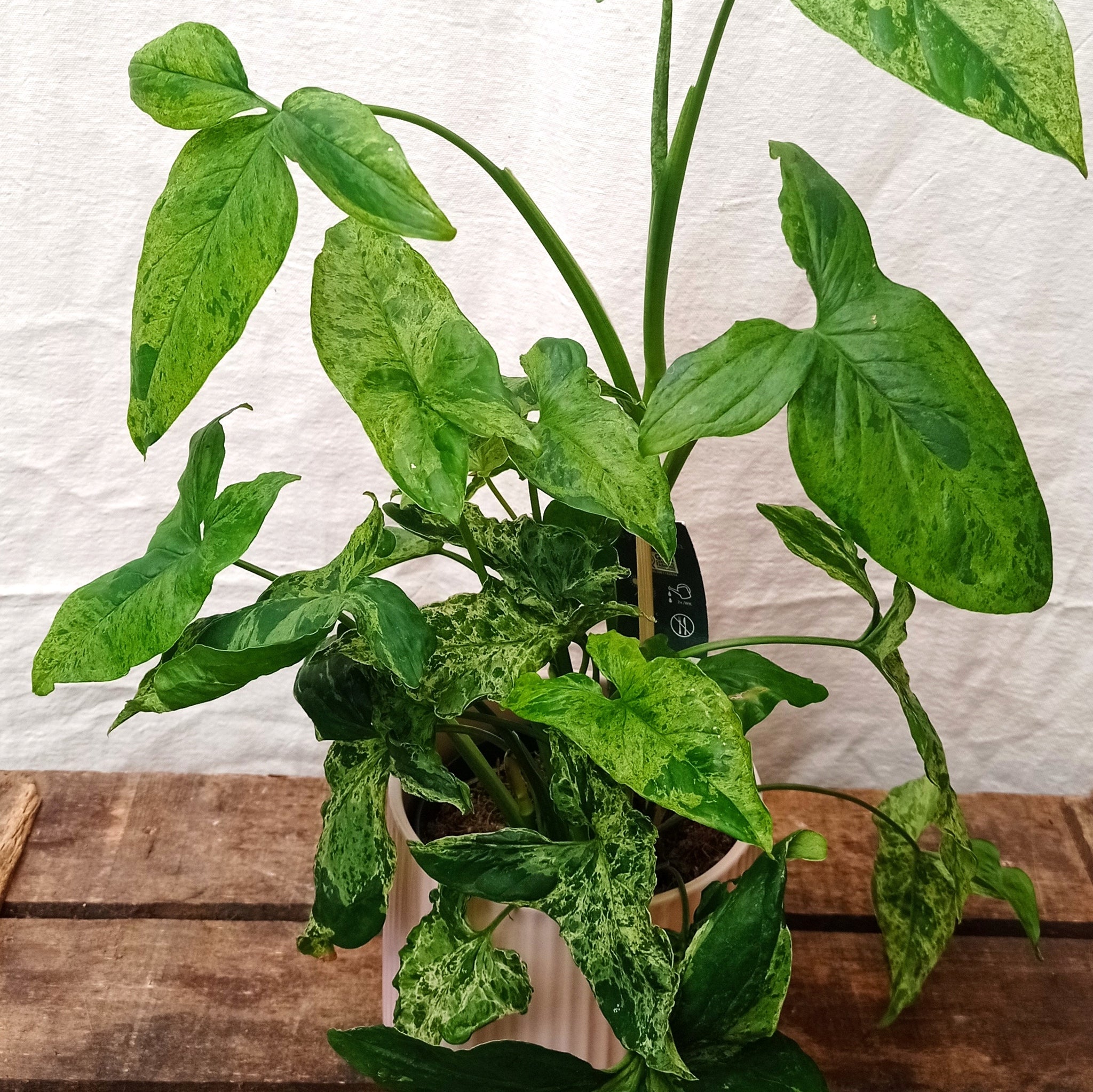 A healthy Syngonium Mojito, an easy-care houseplant, showing its mottled green and cream leaves.