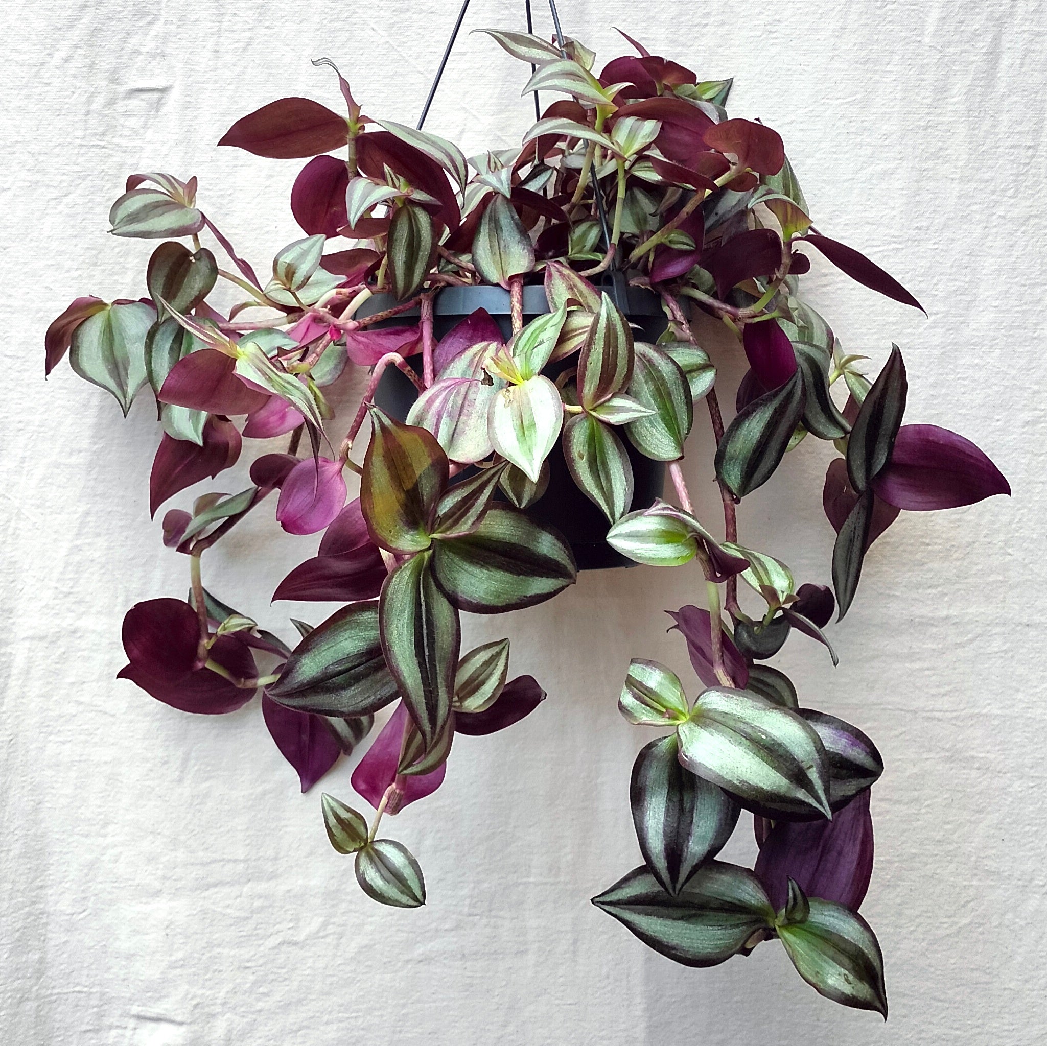 Tradescantia Zebrina Silver Sicilian plant beside a fantasy football lineup
