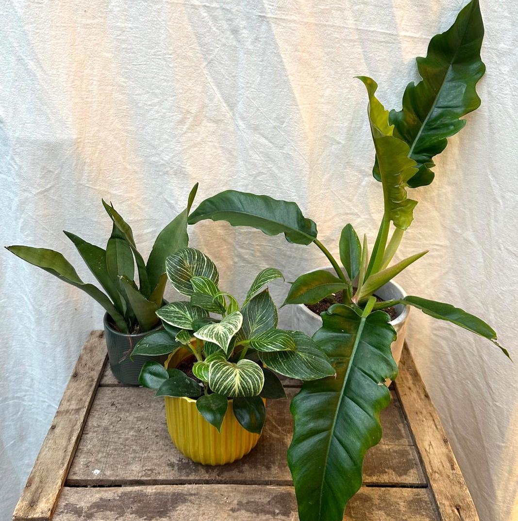 A trio of unkillable houseplants: the Moonshine Sansevieria, Philodendron White Wave, and Narrow Escape.