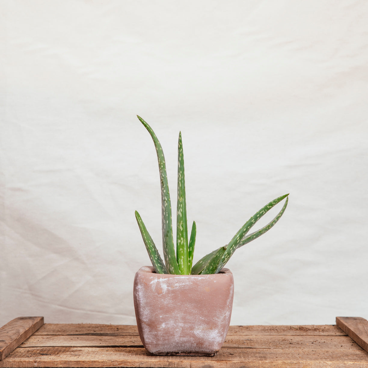 aloe vera plant in uk Aloe Vera 'Medicine Plant' – Rooted & Co