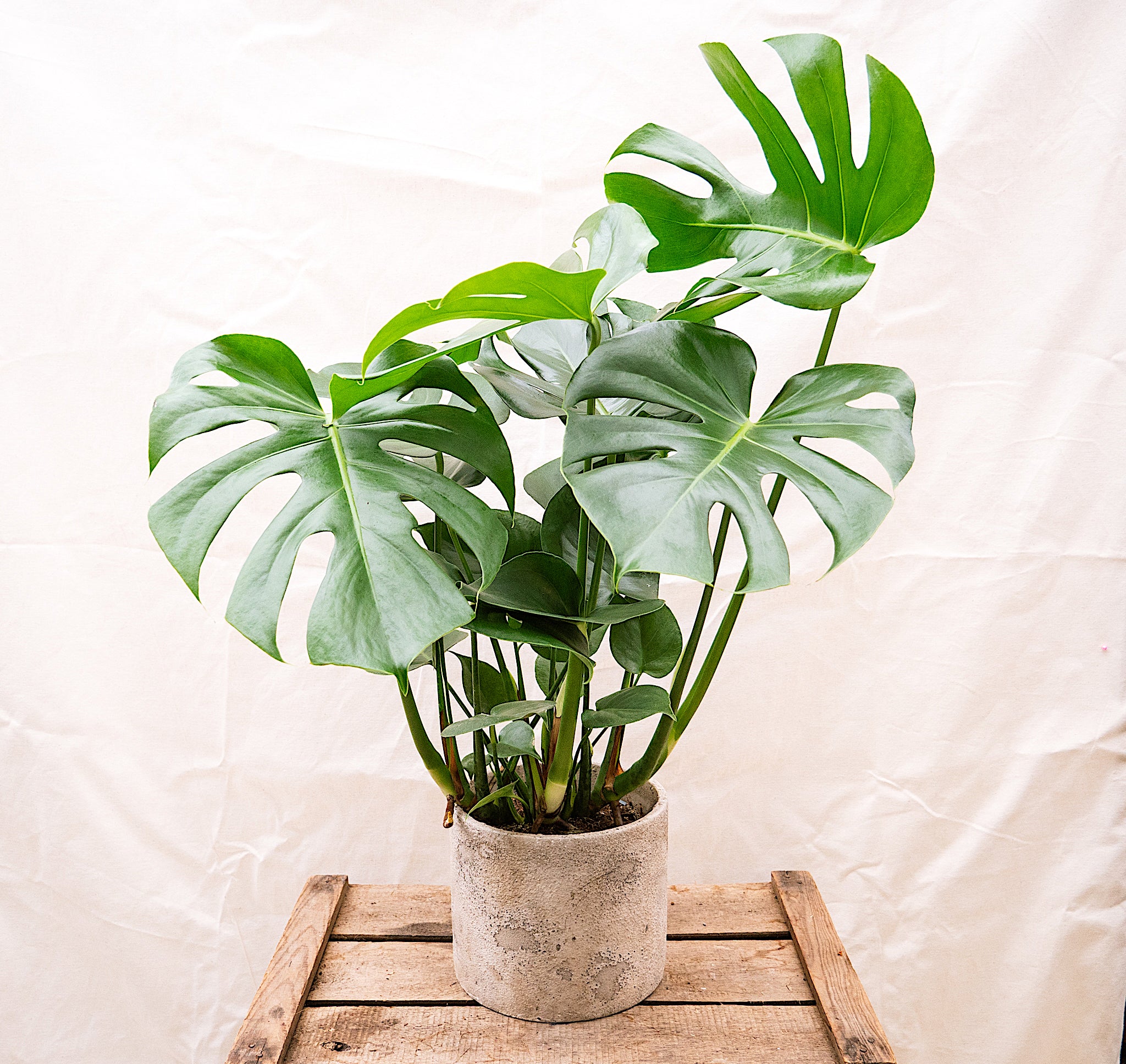 Monstera Deliciosa for Sale | Swiss Cheese Plant