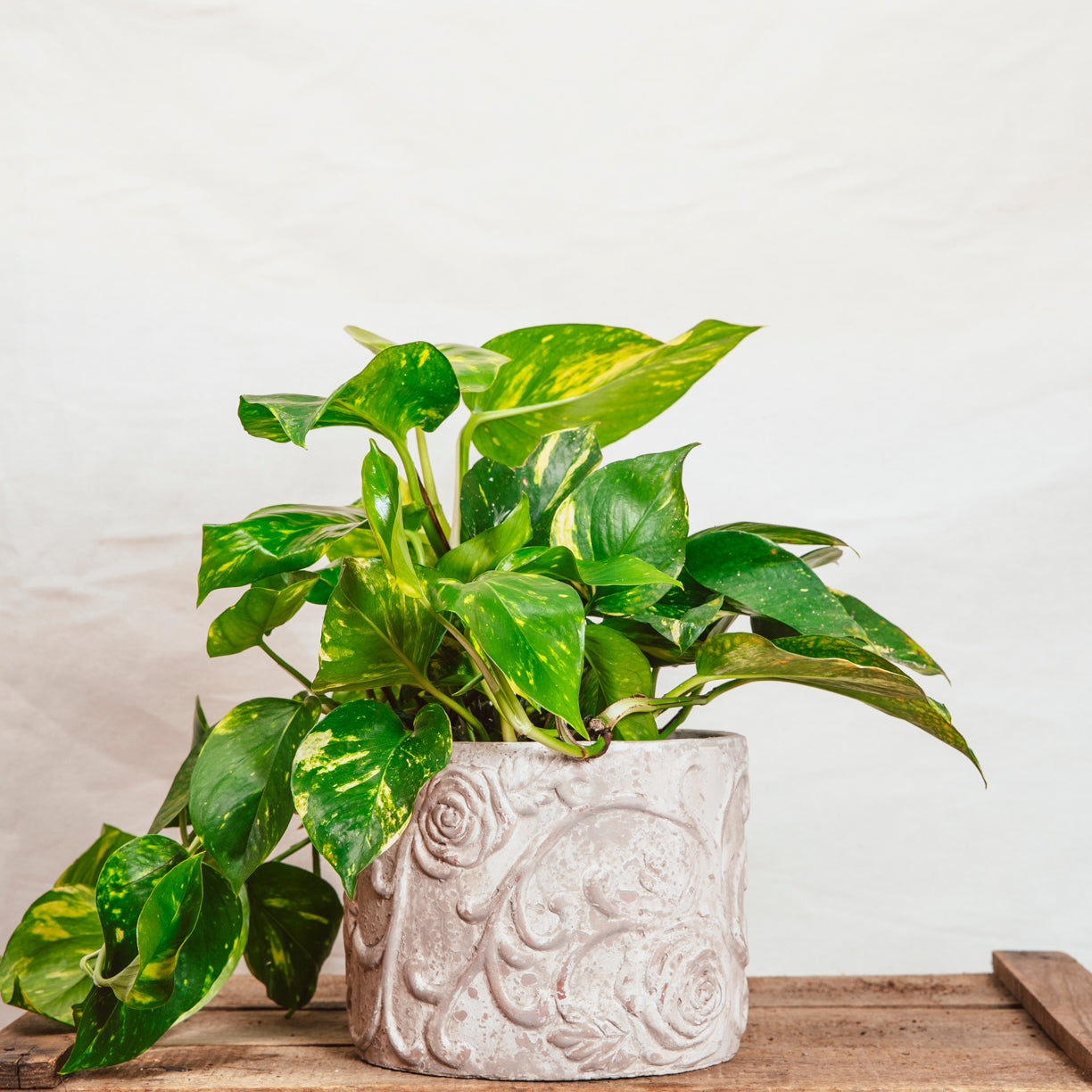 pothos plant uk Epipremnum Aureum 'Golden Pothos/Devil's Ivy' – Rooted & Co