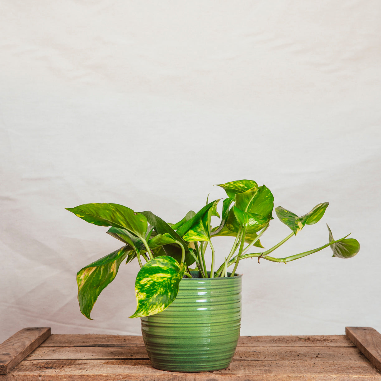 golden pothos uk Epipremnum Aureum Golden Pothos (Small) – Rooted & Co