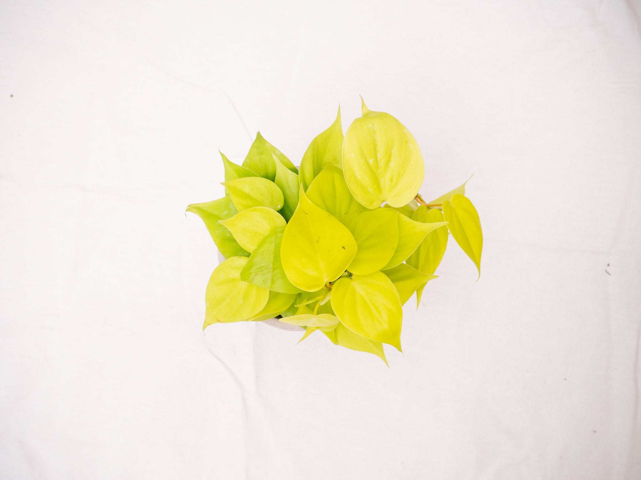 philodendron scandens micans lime Philodendron Scandens Micans 'Lime' – Rooted & Co