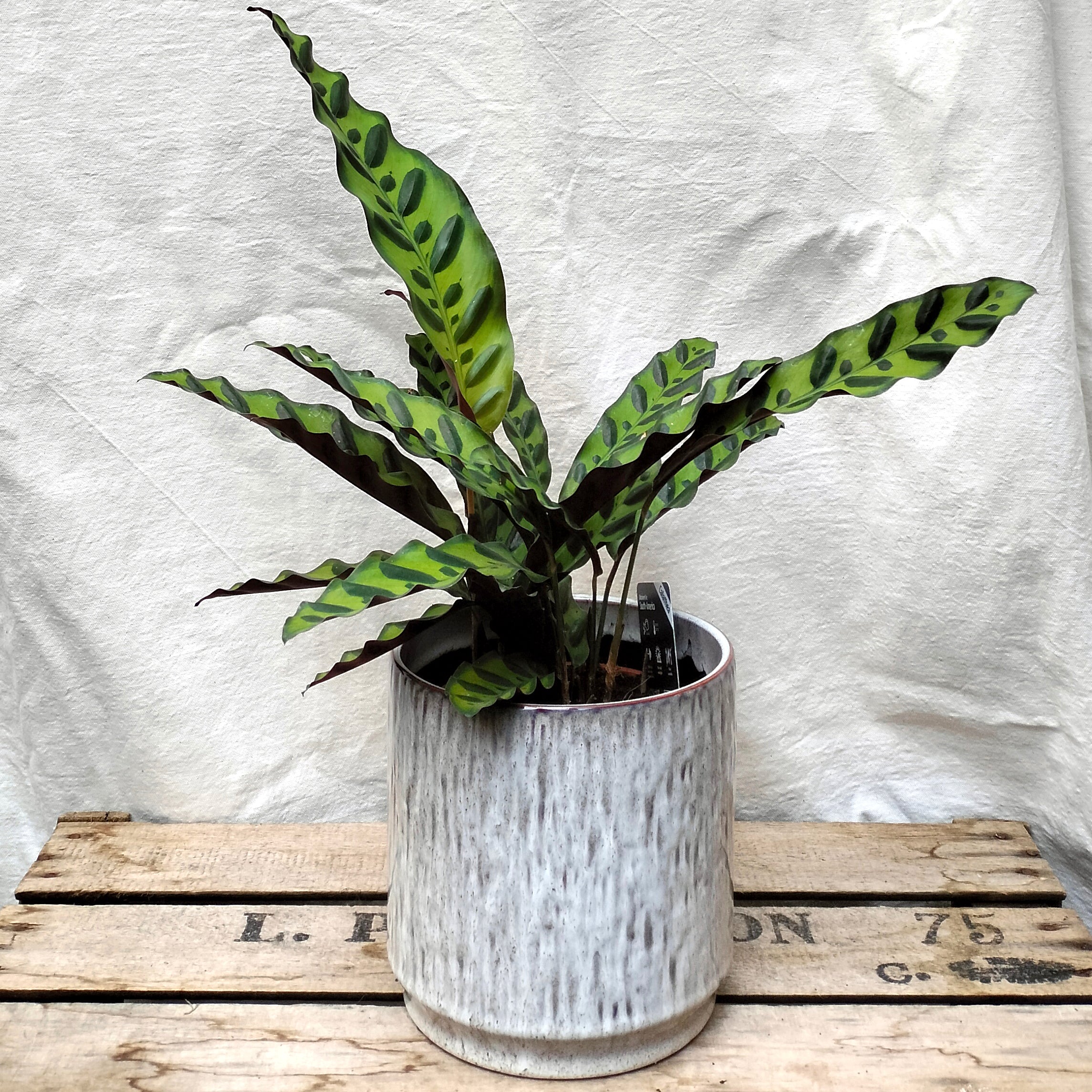 Goeppertia Insignia 'Rattlesnake Calathea' – Rooted & Co