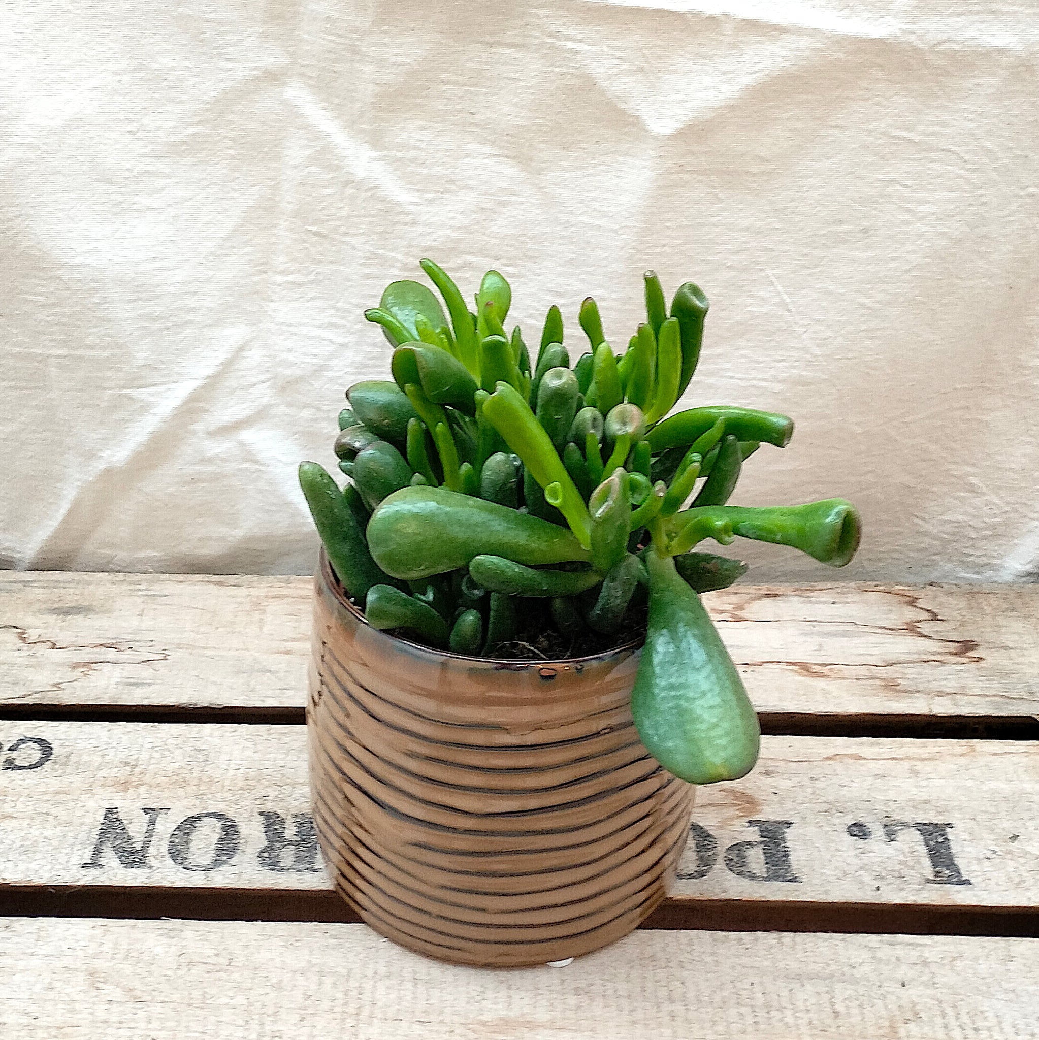 succulent that looks like shrek ears Crassula Ovata 'Shrek Ears' – Rooted & Co