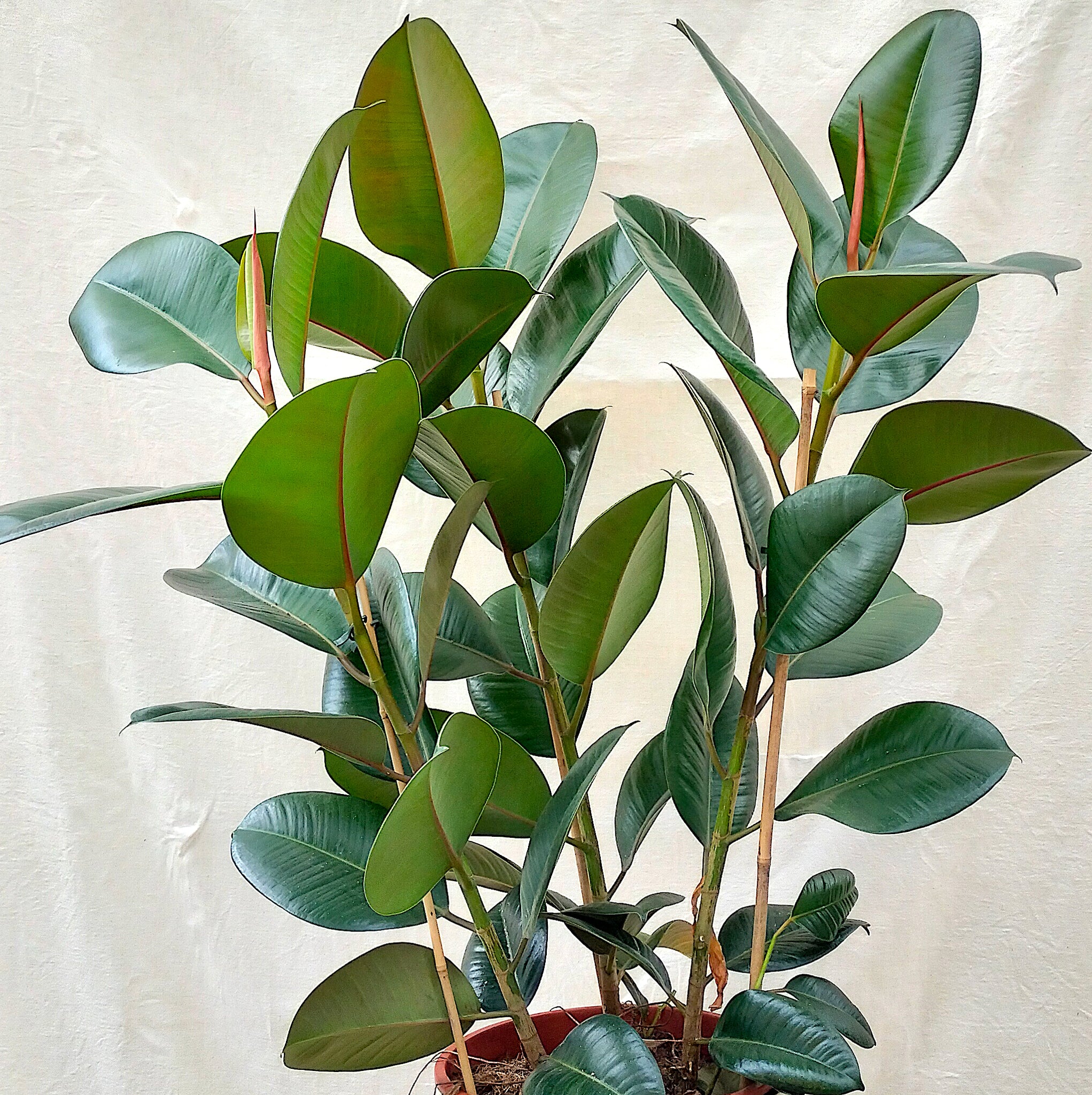 Ficus Rbustsa Ficus Elastica Robusta ‘Rubber Plant’ – Rooted & Co
