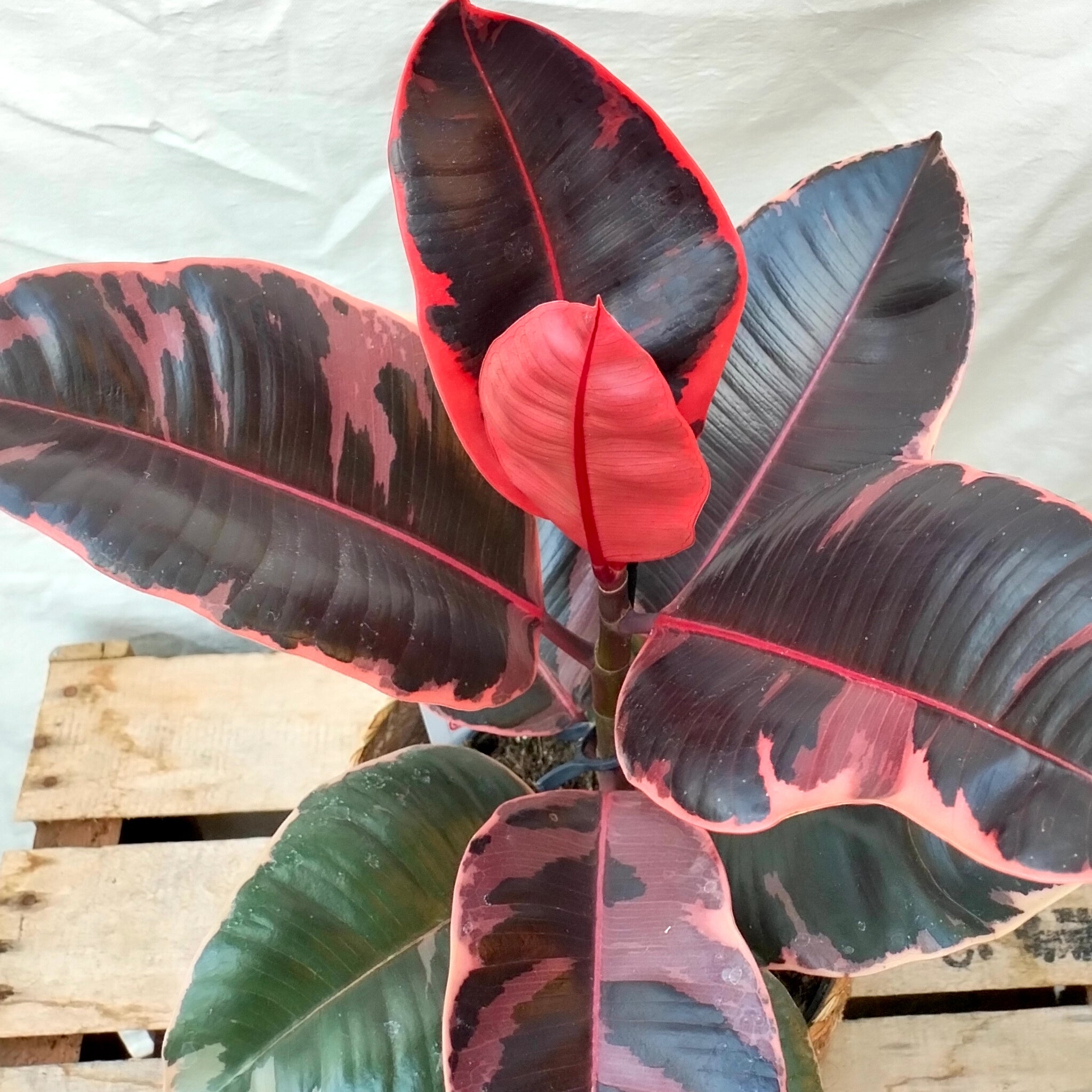 belize rubber tree Ficus Robusta 'Belize Rubber Plant' – Rooted & Co
