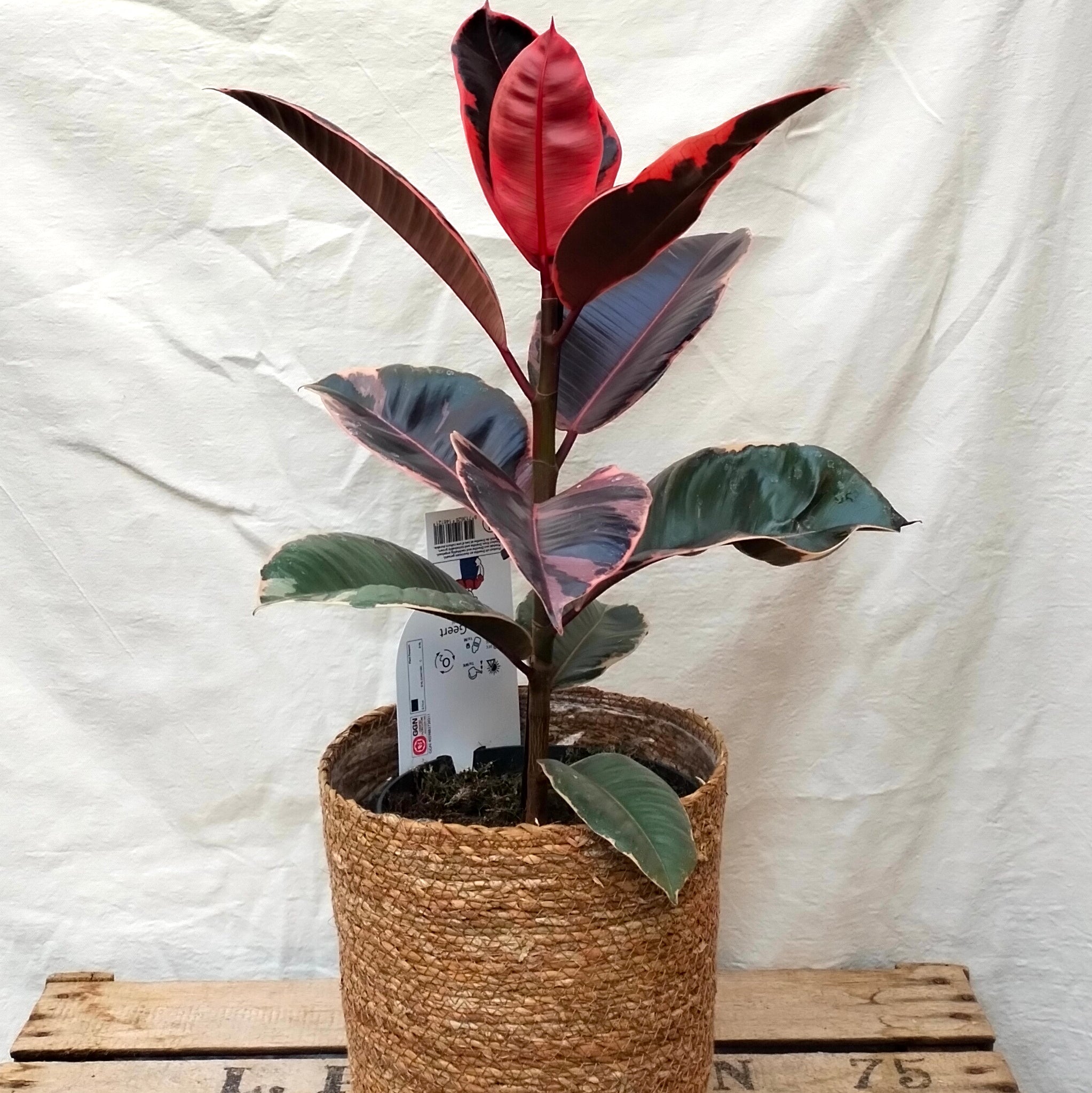 Baby Ficus Moonshine Shivereana