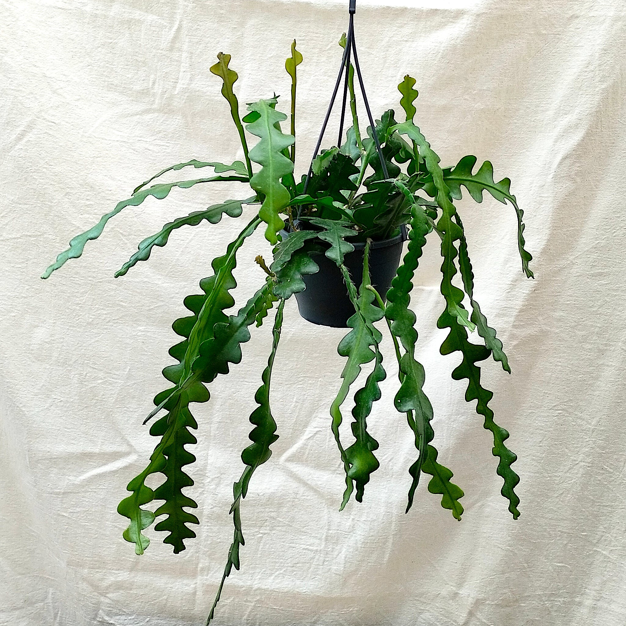 Angular Cactus Epiphyllum Anguliger Zigzag Plant/Fishbone Cactus – Rooted & Co