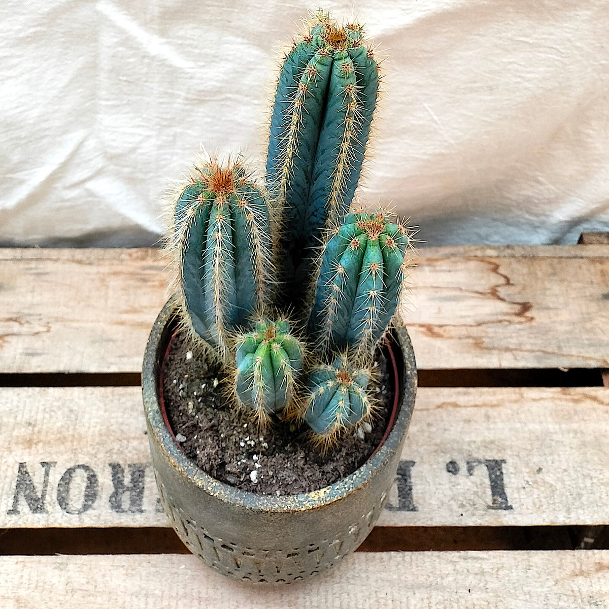 Pilosocereus Azureus 'Blue Torch Cactus' – Rooted & Co