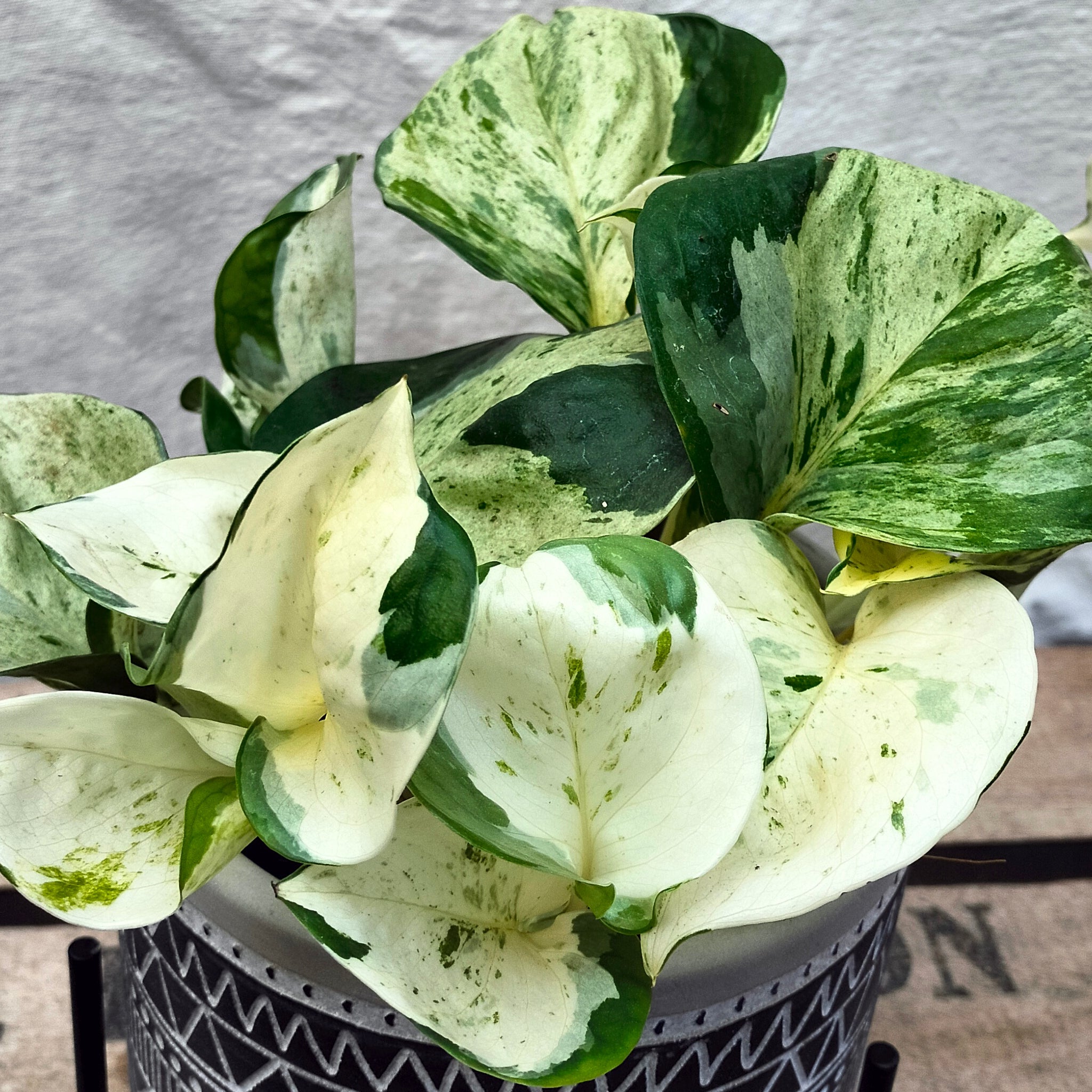 A close-up image of the Manjula Pothos leaves, highlighting the wavy edges and the mix of creamy white and green patches.