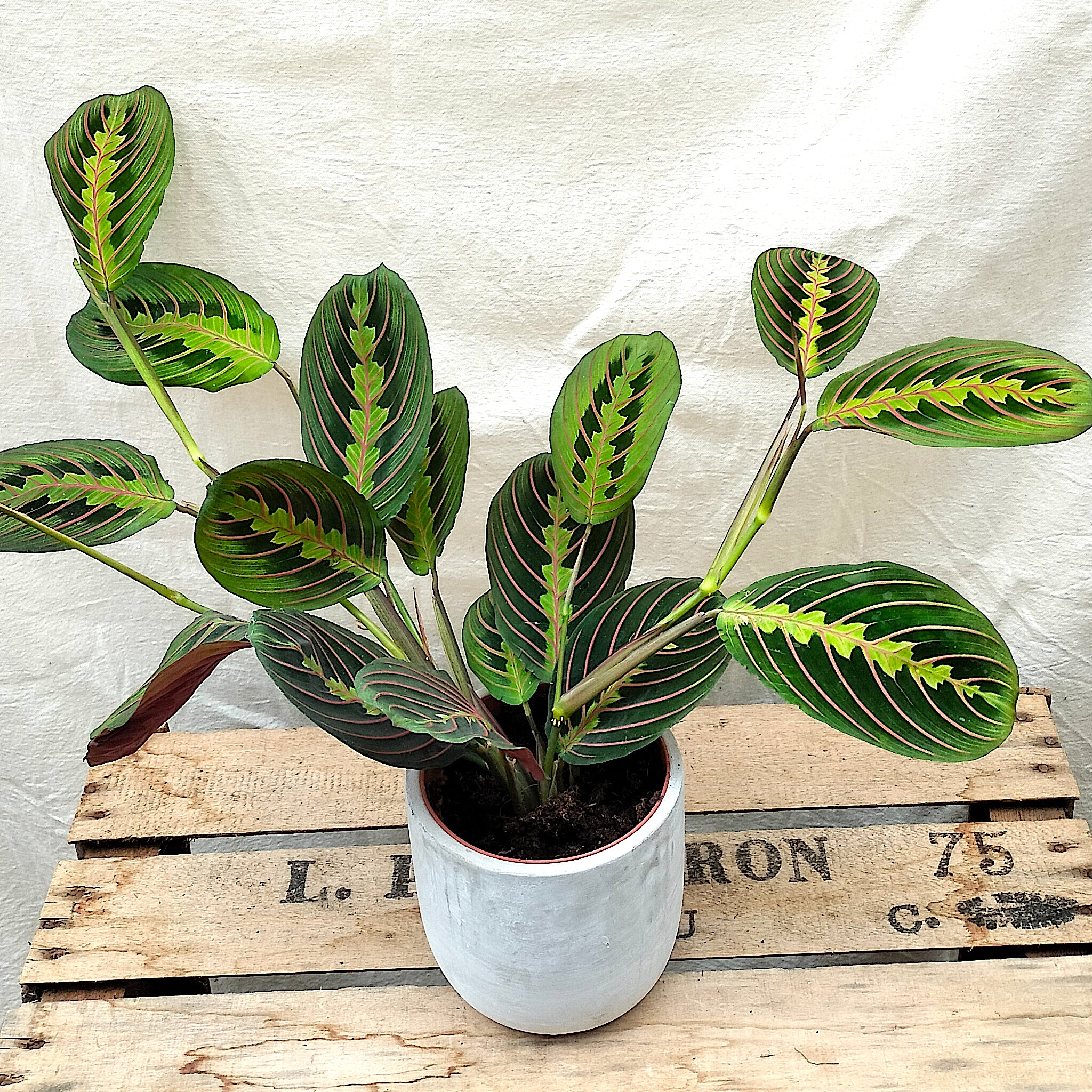 prayer plant fascinator Maranta Leuconeura ' Fascinator' (Prayer Plant) – Rooted & Co