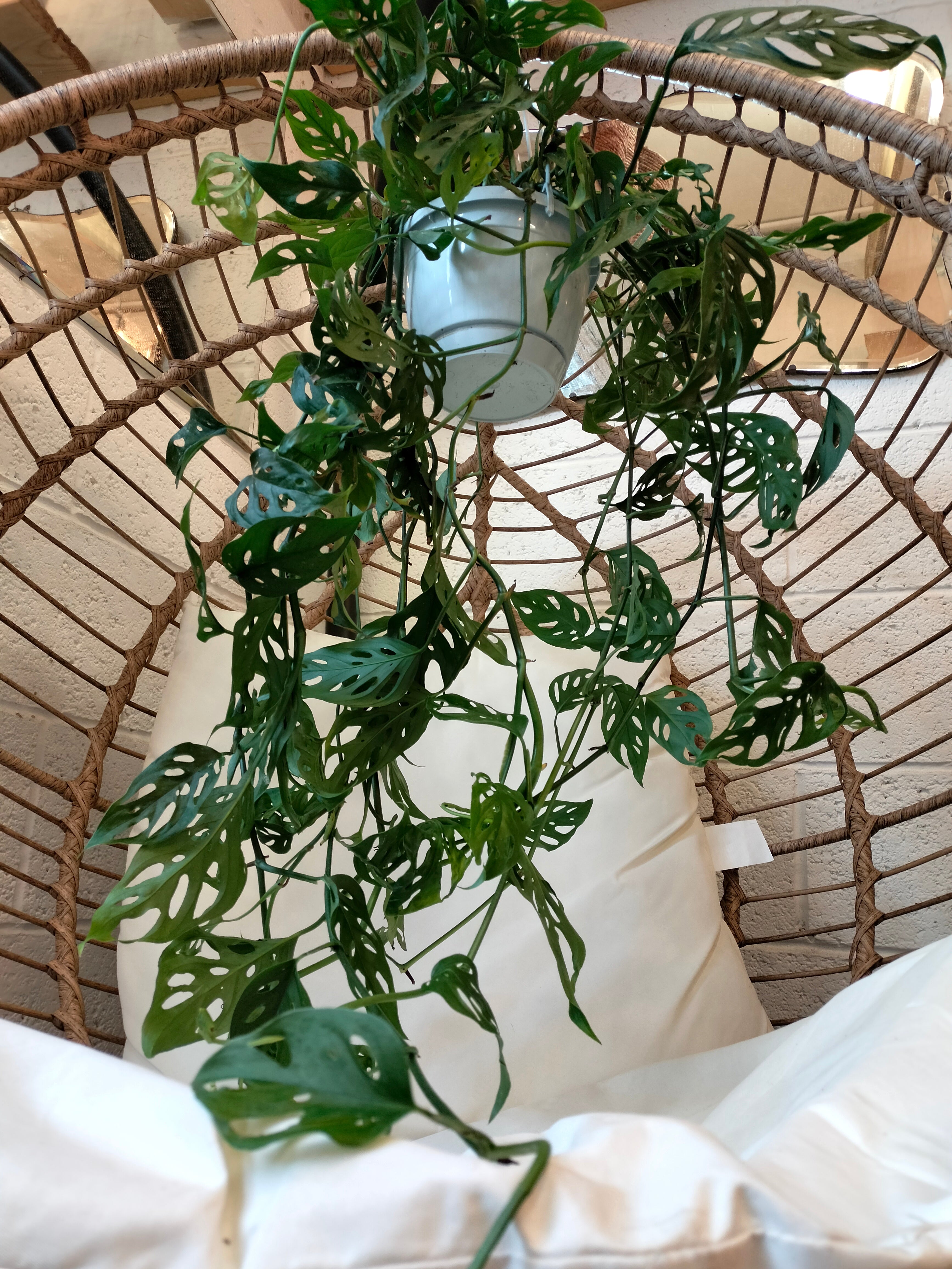 hanging monkey mask plant Monstera Adansonii 'Monkey Mask' – Rooted & Co