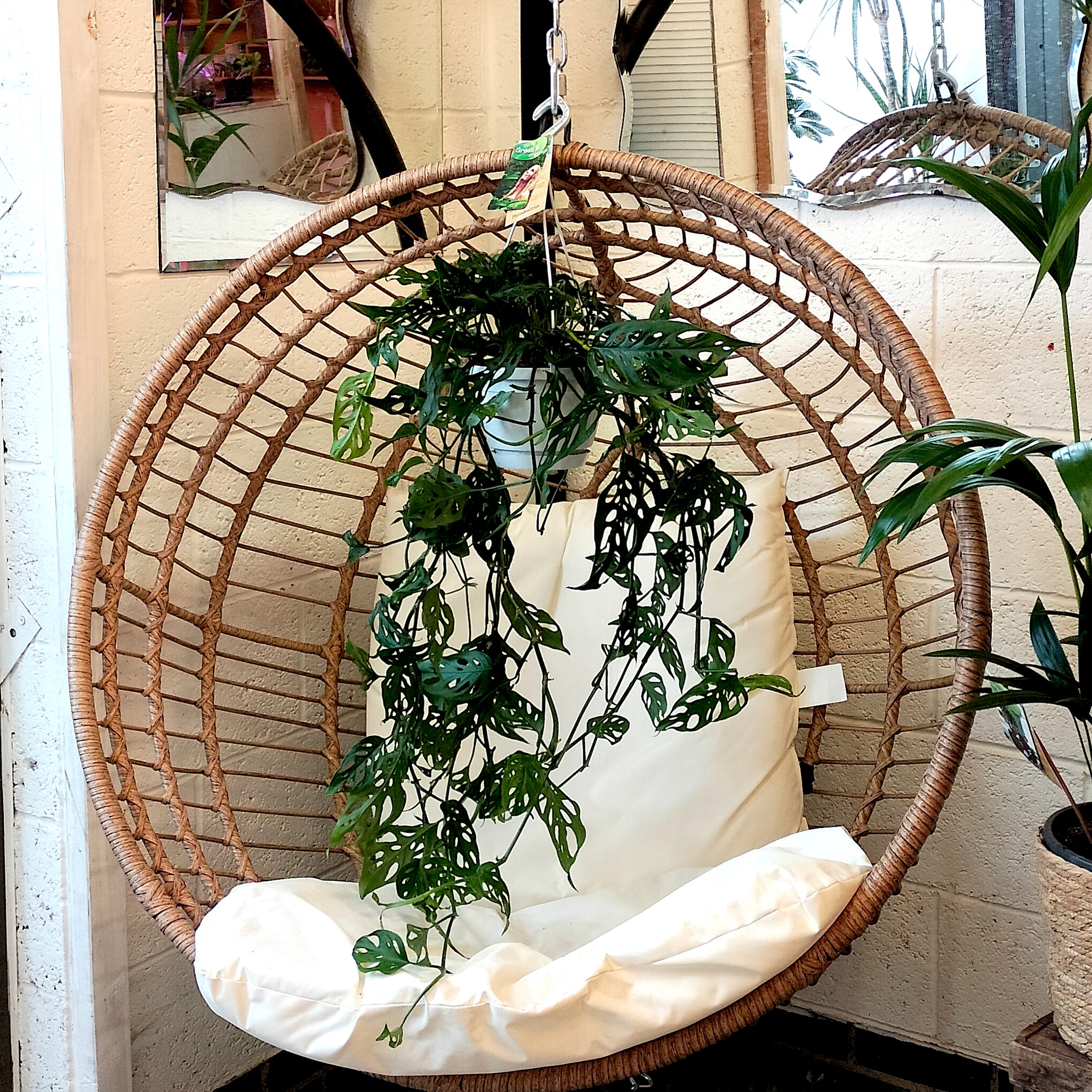 hanging monkey mask plant Monstera Adansonii 'Monkey Mask' – Rooted & Co