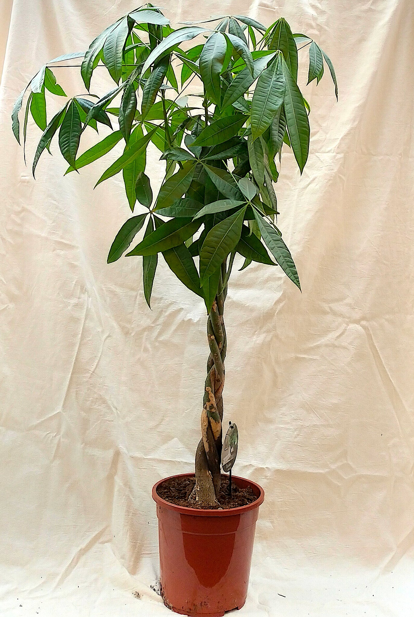 money tree plant uk Pachira Aquatica Money Tree – Rooted & Co