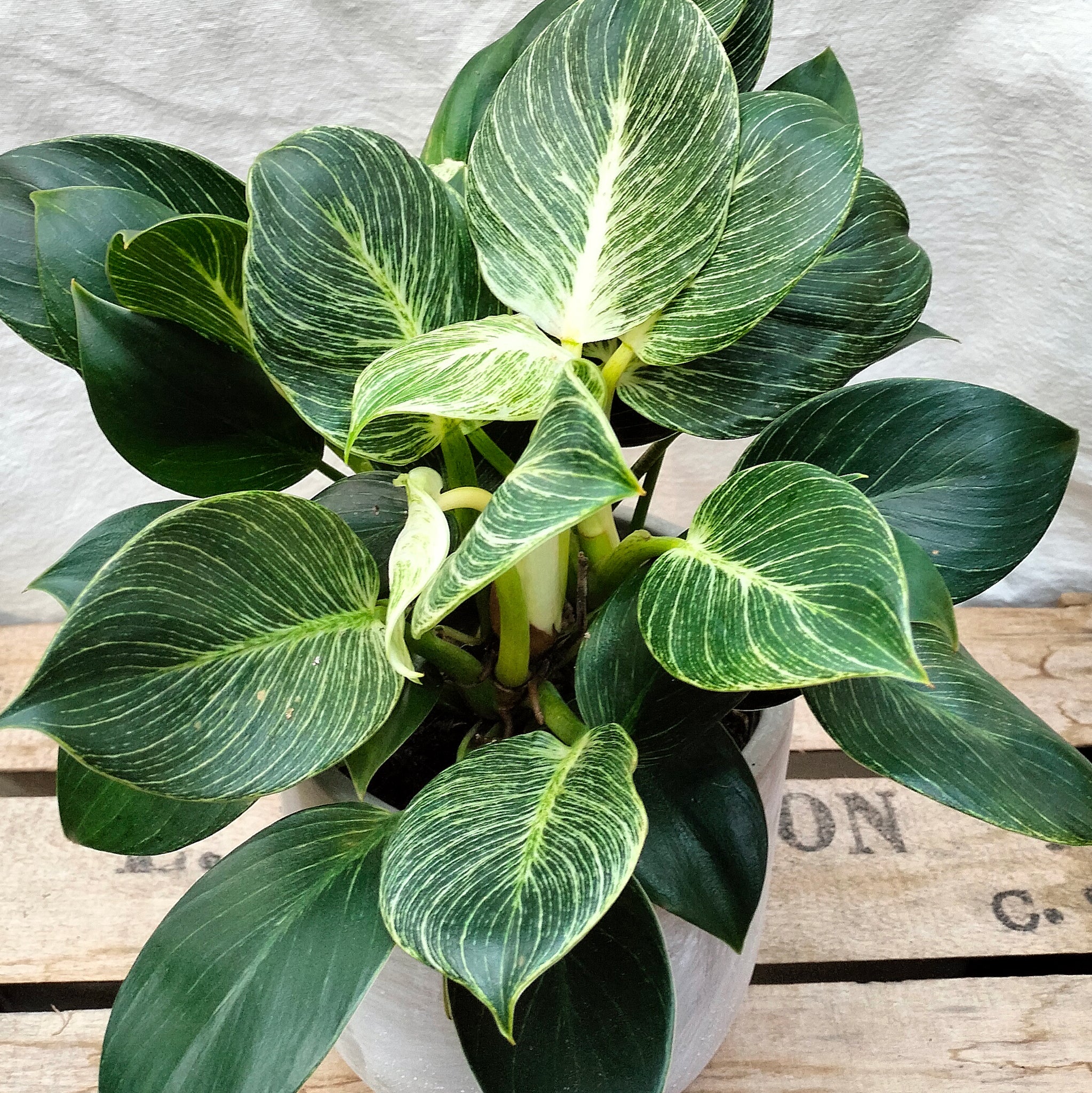 hydroponic philodendron white wave Philodendron 'White Wave' – Rooted & Co