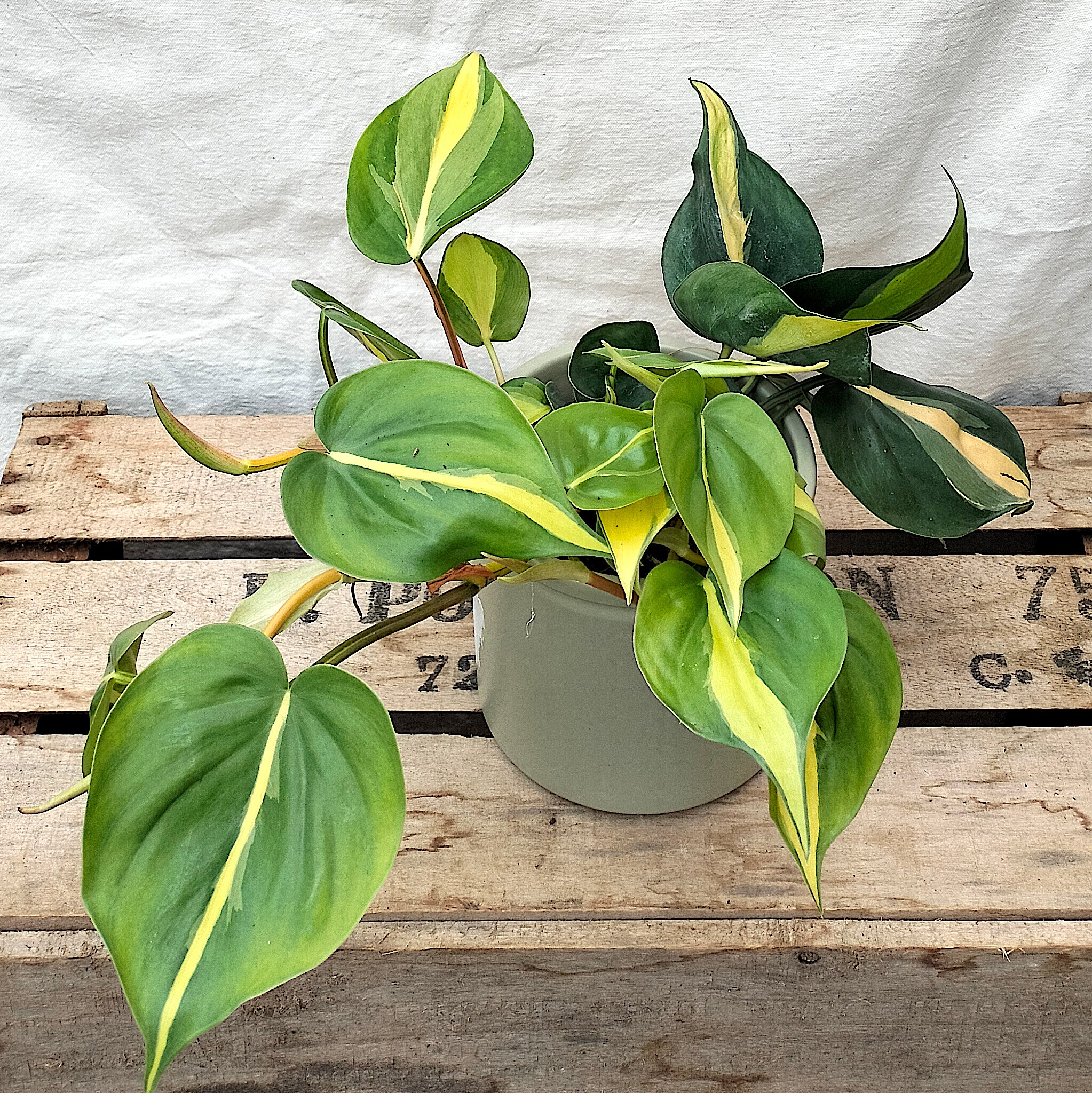 buy philodendron scandens uk Philodendron Scandens 'Brasil' – Rooted & Co