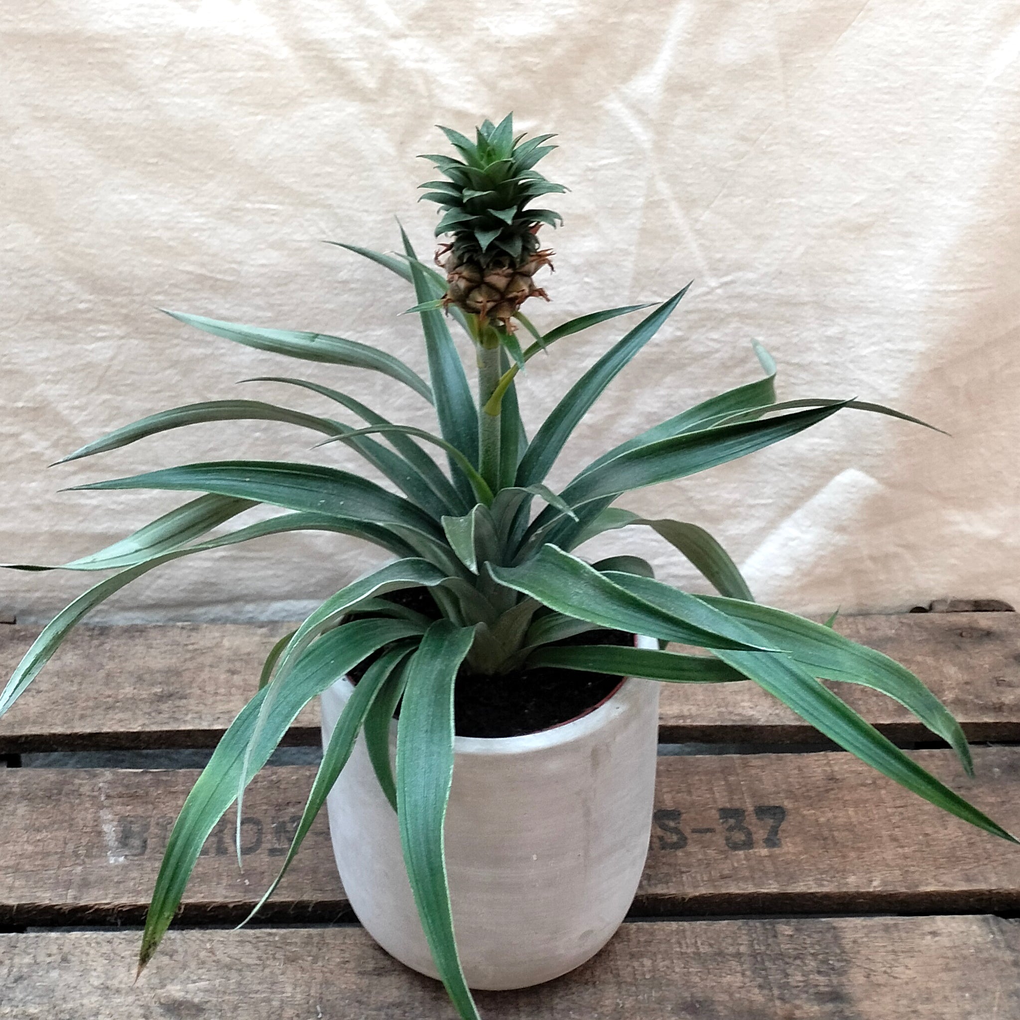 Pineapple Plant 'Mi Amigo' – Rooted & Co